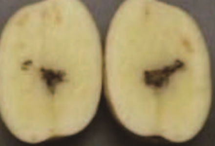 Cavity