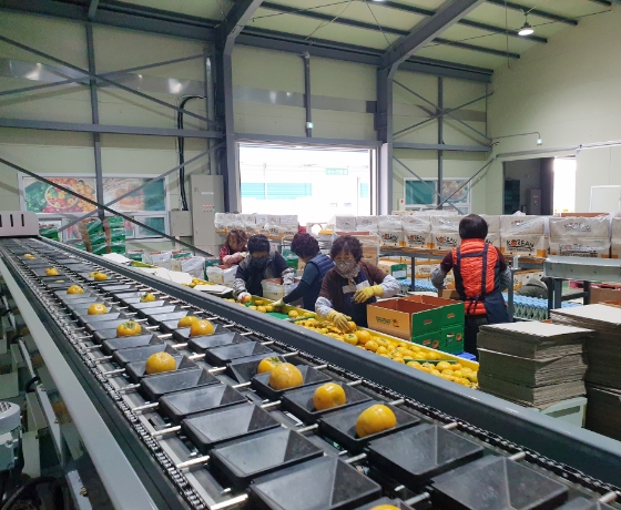 Potato Sorting Process