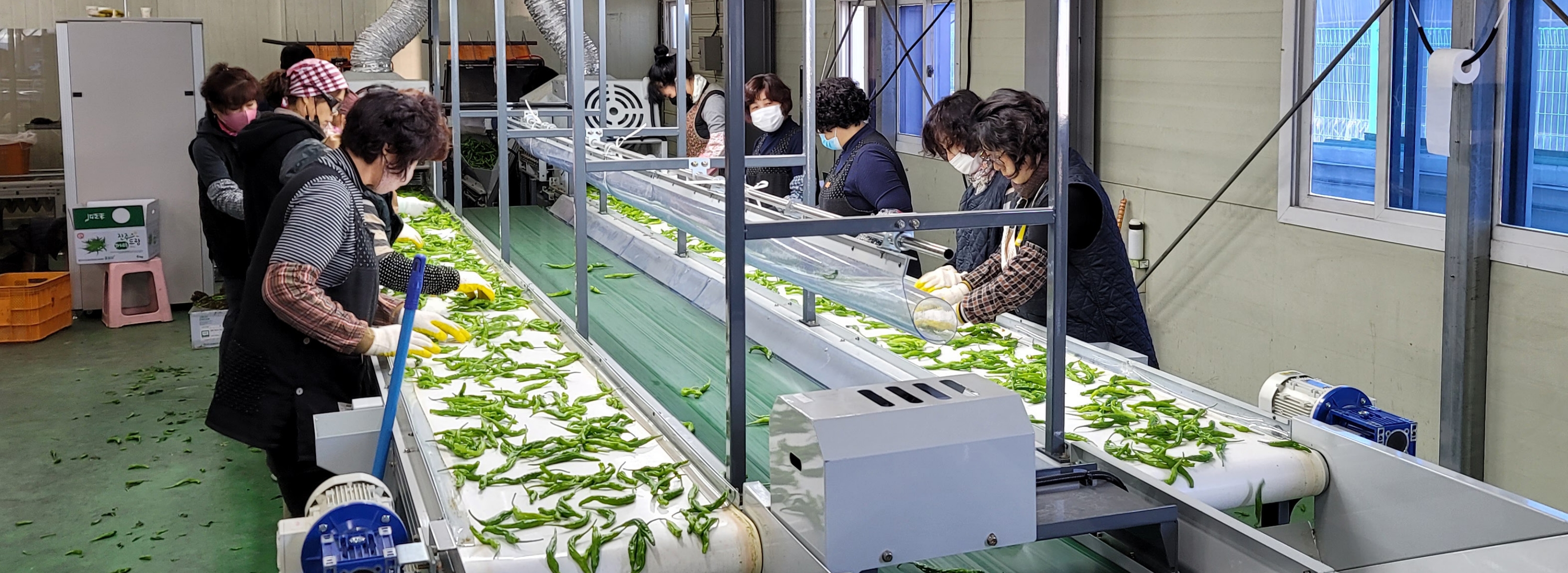 Chili Pepper Sorting Line