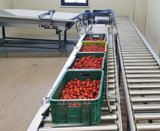 Cherry Tomato Sorting Process