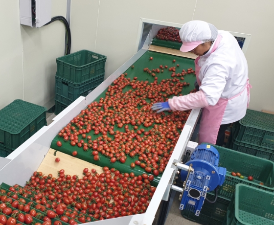 Cherry Tomato Sorting Process