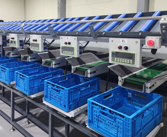 Cherry Tomato Sorting Process
