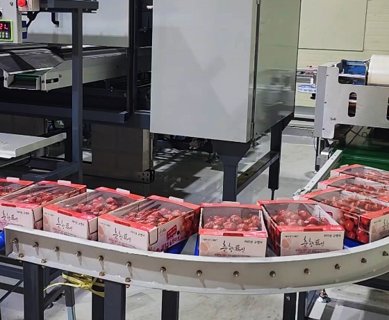 Cherry Tomato Sorting Process